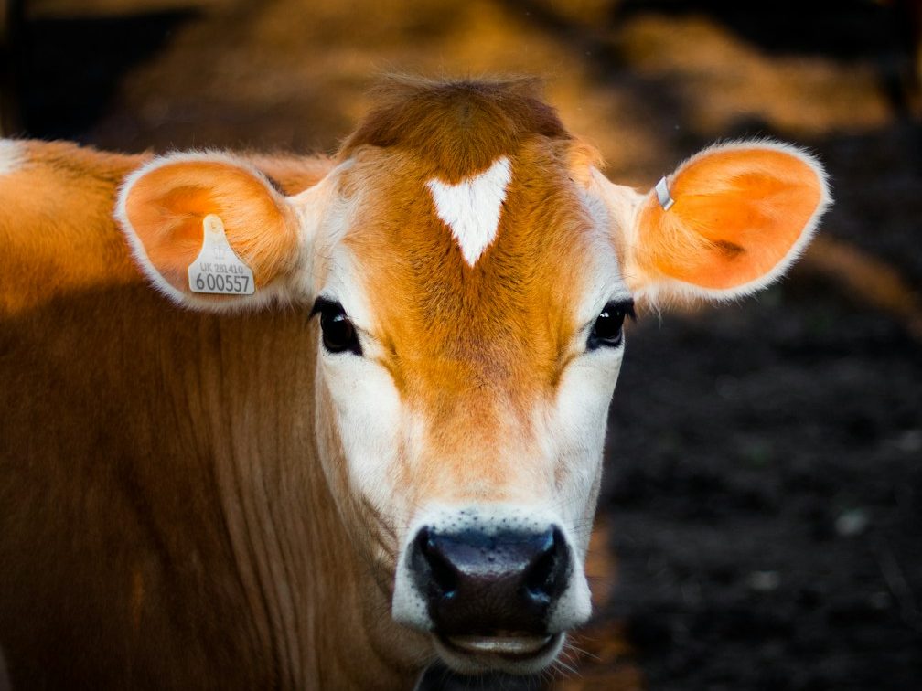 selective focus photography of brown cow